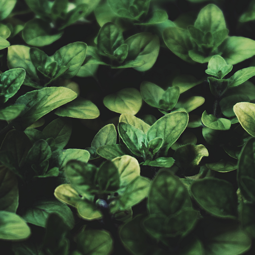 Herbs